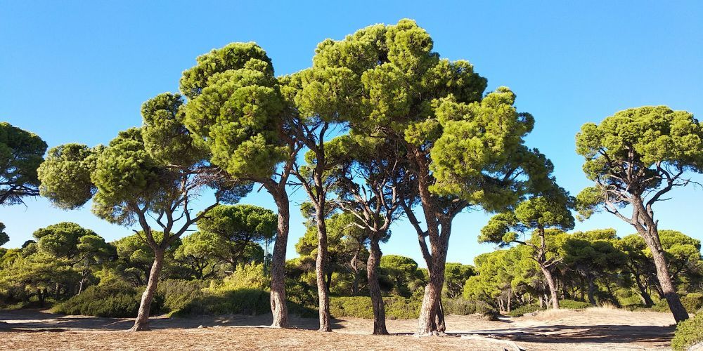 Shinias Pine Forest | East Attica | My Greek Holidays